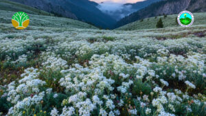 Bunga Edelweis Bunga Abadi Puncak Gunung Pangrango