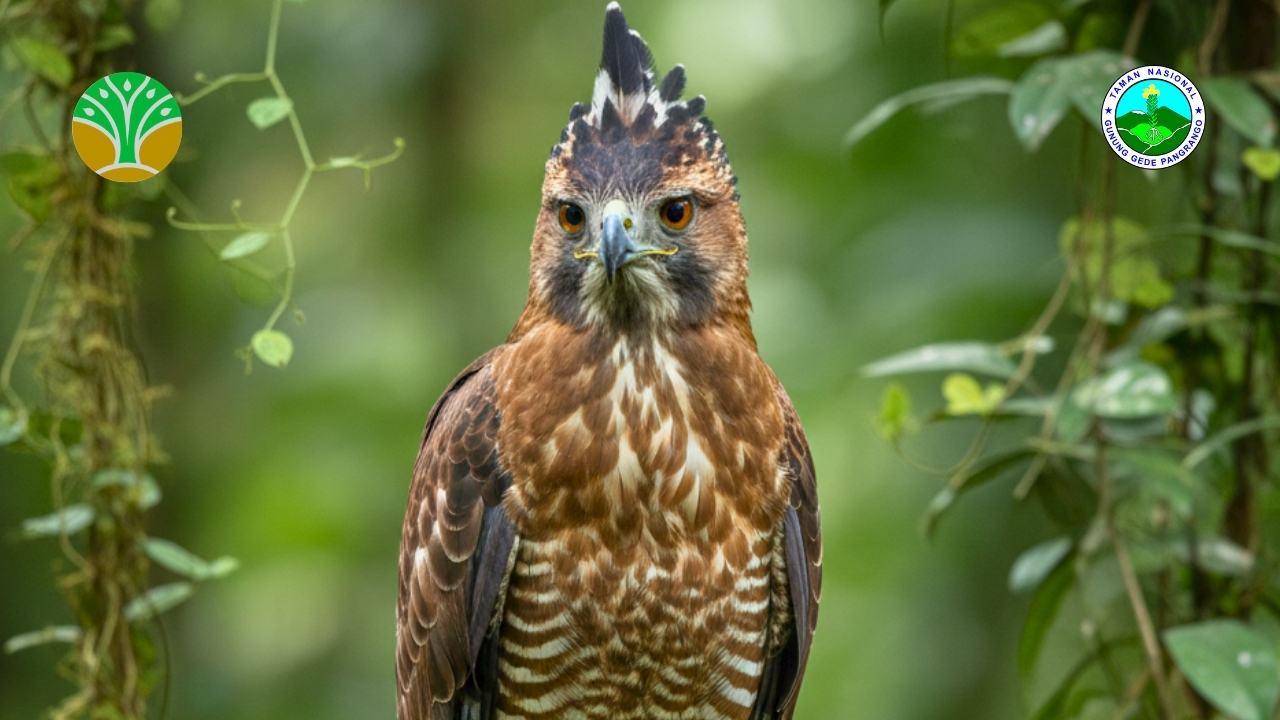 Elang Jawa Fauna Langka Kebanggaan Indonesia