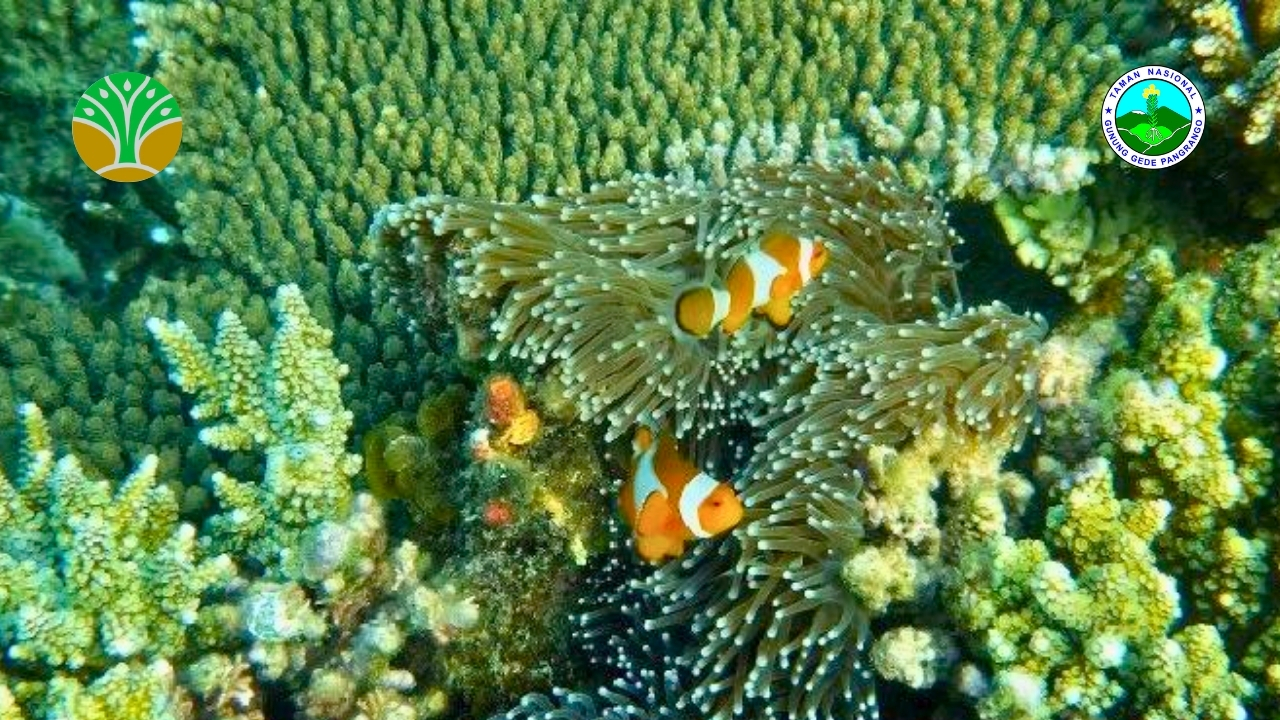 Taman Nasional Karimunjawa - Jawa Tengah