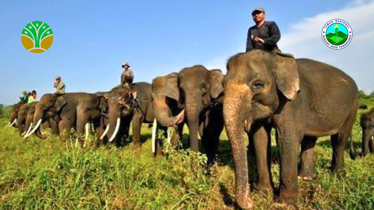 Taman Nasional Way Kambas